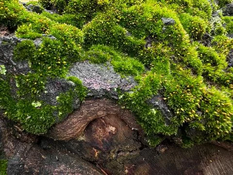 Moss covered tree bark close up with vibrant green textures. Nature background Stock Photos