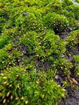 Moss covered tree bark close up with vibrant green textures. Nature background Foto stock