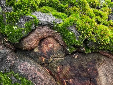 Moss covered tree bark close up with vibrant green textures. Nature background Stock Photos