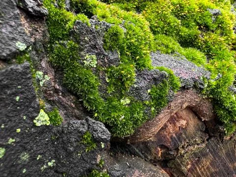 Moss covered tree bark close up with vibrant green textures. Nature background Stock Photos