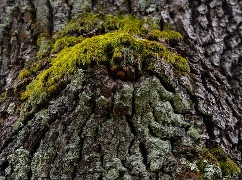 Moss Covered Tree Bark Close-Up Texture Stockfoto's