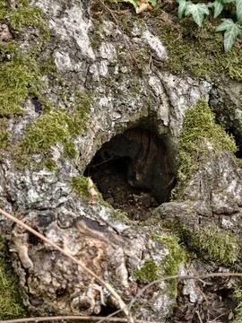 Moss covered tree bark with hollow cavity, ivy leaves, close up forest textur Fotos de archivo