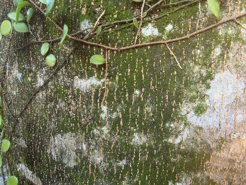 Moss Covered Tree Bark Natural Texture Stock Photos