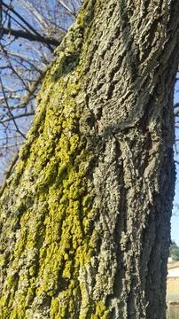 Moss covered tree bark Stock Photos