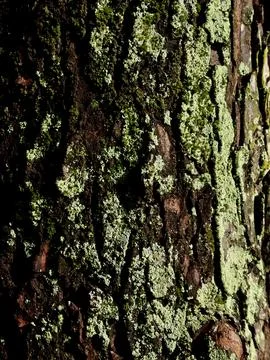 Moss Covered Tree Bark Stock Photos