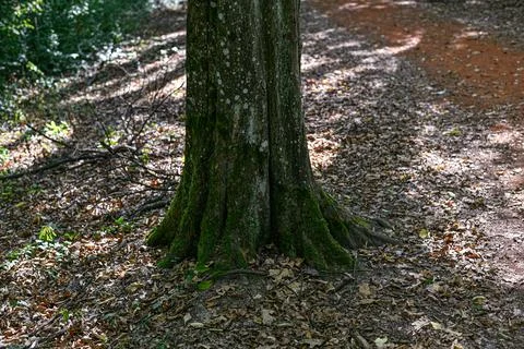 Moss covered tree base with exposed roots Fotos de archivo