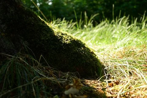 Moss-covered tree base in sunny forest glade Stock Photos
