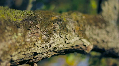 Moss Covered Tree Branch Macro Stock Footage 57395686