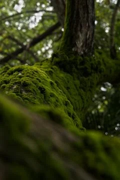 Moss Covered Tree Branch Macro Stock Photos