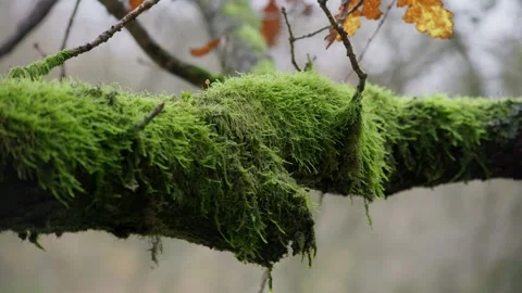 Moss covered tree branch in UK woodlands Stockbeeldmateriaal 254804704