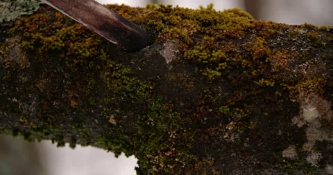 Moss-Covered Tree Branch in Wintery Forest Highlighting Detail Stock Footage 294260228
