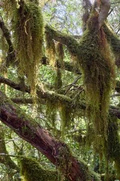 Moss Covered Tree Branches in Lush Forest Stock Photos