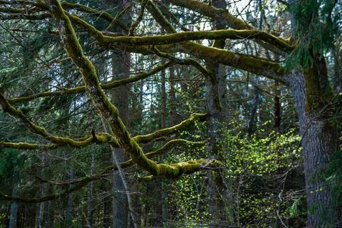 Moss-covered tree branches in a spring forest Stock Photos