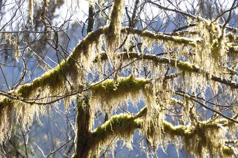 Moss covered tree branches with sun shining through them Stock Photos