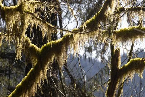 Moss covered tree branches with sun shining through them Stock Photos