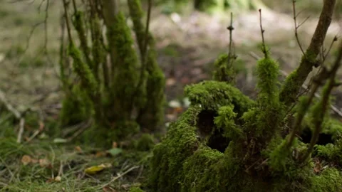 Moss-Covered Tree with Broken Branches – Raw Forest Floor Scene Stock Footage 310614441