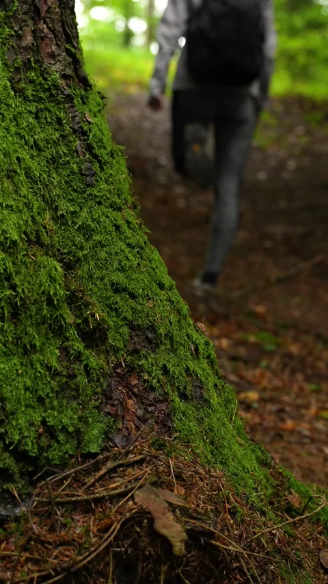 Moss-covered tree captured in vertical format during a nature walk in Slovenia Stock Footage 327277703