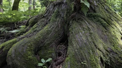 Moss-Covered Tree with Exposed Roots Stock Footage 321952035