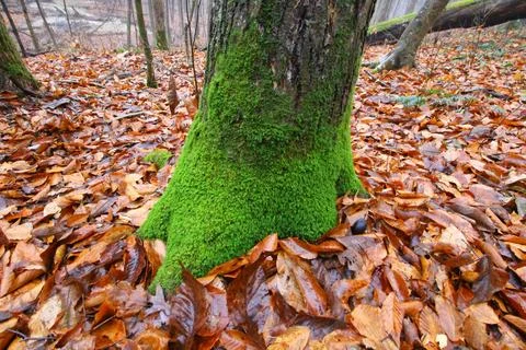 Moss-covered Tree with Fallen Leaves Stock Photos