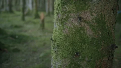 Moss covered tree Stock Footage 203904026