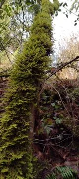 Moss covered tree in the forest background Stock Photos
