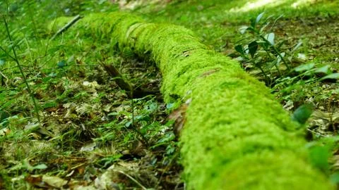 Moss-covered tree in the forest floor Stock Photos