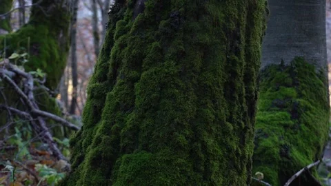Moss-Covered Tree in Forest. Stock Footage 255248593