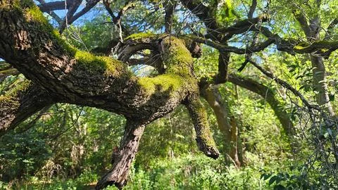Moss covered tree in a forest under a canopy Stock Photos