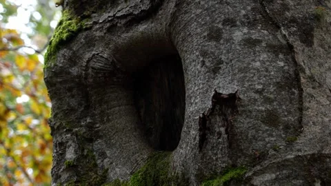 Moss-covered tree with hollowed space. Stock Footage 254213285
