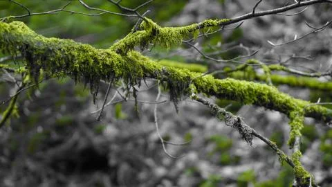Moss covered tree limb Stock Photos