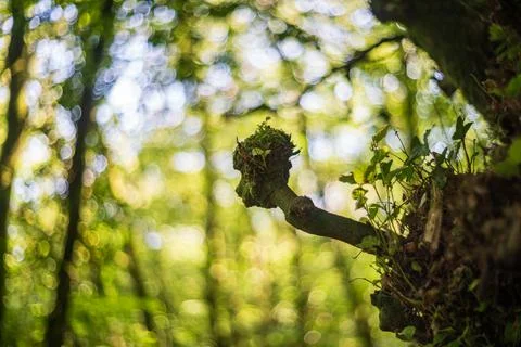 Moss Covered Tree Limb Stub With Beautiful Green Forest Bokeh Background Stock-Fotos