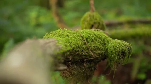 Moss covered tree in lush green forest 库存影片 221949412