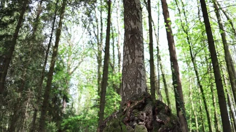 Moss covered tree with massive twisted roots stands proudly in lush green forest Stock Footage 307700634