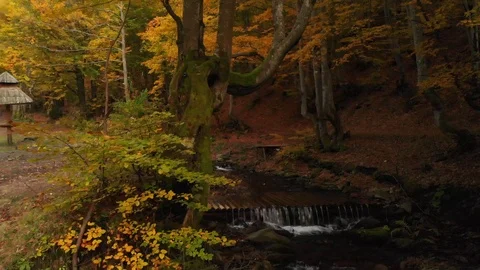 Moss Covered Tree. Mountain River and Waterfall in the Autumn Forest Stock Footage 105157183