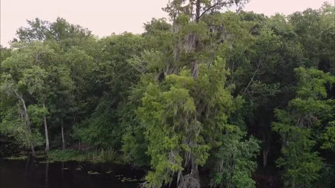 Moss covered tree next to river Stock Footage 131324952