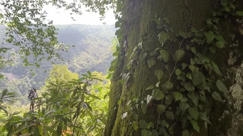 Moss Covered Tree Overlooking Forest Valley in Kartepe, Turkey Stock Footage 340642064