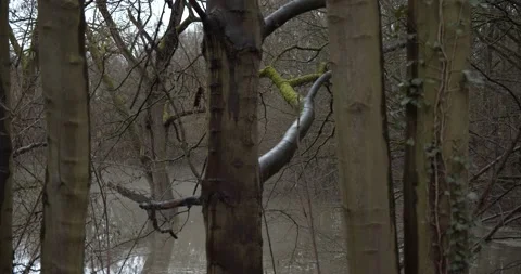 Moss-covered tree pan left and right high water in backround 動画素材 147752517