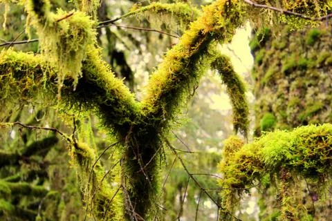 Moss covered tree Stock Photos