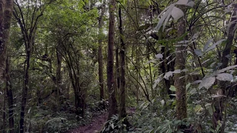 Moss Covered Tree Revealing Lush Rainforest Path, Slow Panning Shot Stock Footage 324497178