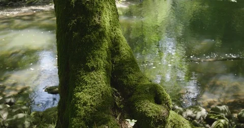 Moss-covered tree on the river bank Stock Footage