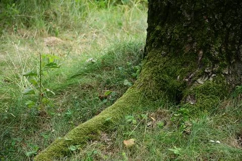 Moss-covered tree root in a grassy forest clearing Stock Photos