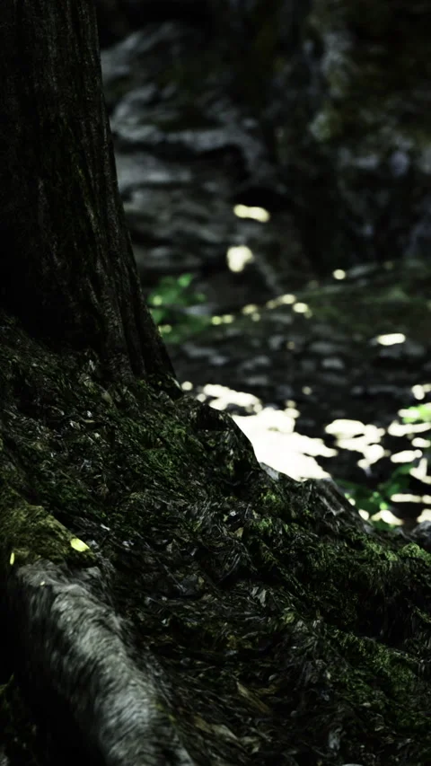 Moss covered tree root near rocky ground with sunlight shining through leaves Stock Footage 332208070