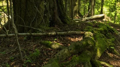 Moss Covered Tree Roots in Ancient Forest with Sunlight Stockfoto's