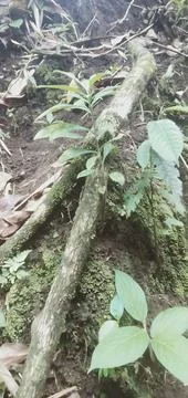 Moss-covered tree roots and green plants growing in earthy forest soil, nat.. 스톡 사진