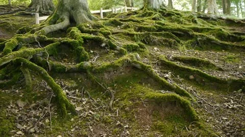 Moss covered tree roots. Camera move then hold. Stock Footage 12035886