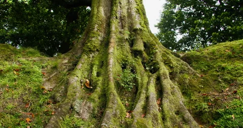 Moss covered tree roots with detailed texture on forest Stock Footage 335488754