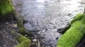 Moss covered tree roots at the edge of a river where the water is moving HD Footage
