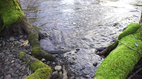 Moss covered tree roots at the edge of a river where the water is moving Stock Footage 47438954