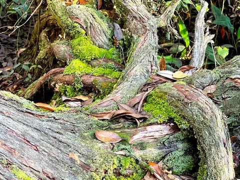 Moss-Covered Tree Roots with Fallen Leaves Stock Photos