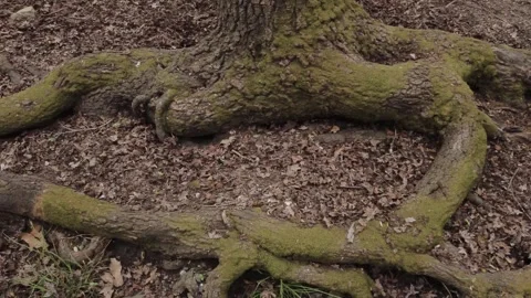 Moss-Covered Tree Roots in Forest Floor Stock Footage 282930197